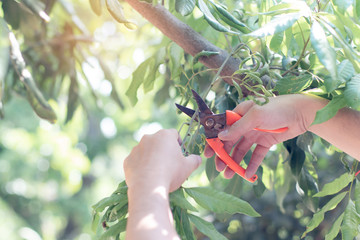 Man cutting tree with clippers.