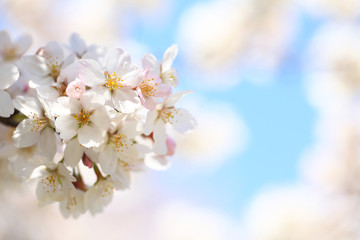 Naklejka premium 桜と青空（ソメイヨシノ）