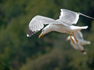 bird