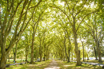 Green alley (Twin Oak Drive) in Cornwall park, Auckland