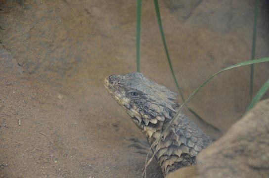 Sungazer, giant girdled lizard or giant dragon lizard or giant zonure (Smaug giganteus, syn. Cordylus giganteus)