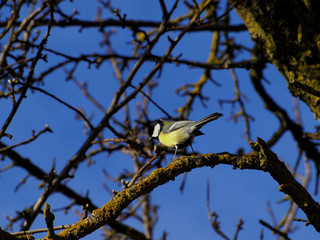 bird on a branch
