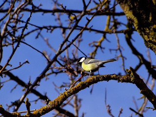 bird on a branch