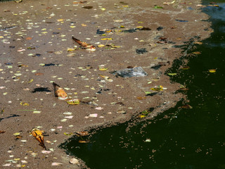 Fish die in the sewage