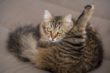 Cat licking himself on a bed at home