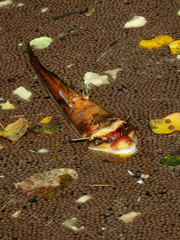 Fish die in the sewage