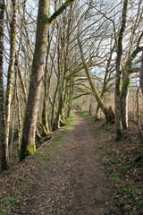 Un chemin dans les bois.