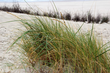 blick auf gras auf dem weißen sand strand der  nordsee insel juist in deutschland