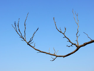 dry branch of tree against blue sky