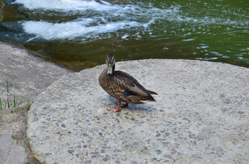 Утка на берегу 