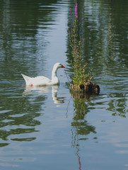 swan and cygnets