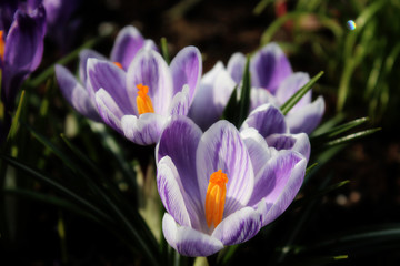 purple crocus blossom at april