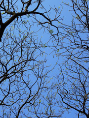 branch of tree with small leaf at spring