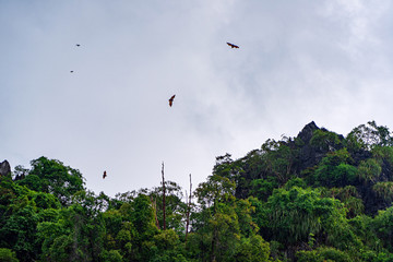 Fototapeta na wymiar Bats flying in sky over dark green forest