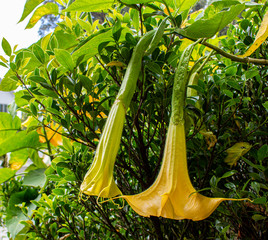 Close up of yellow Angel’s Trumpet flower at the garden with green leaves background.