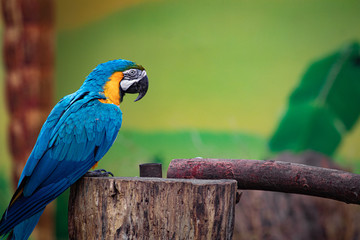 Vogel