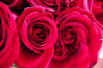 Bouquet of natural beautiful red roses flowers for Valentine's Day and March 8