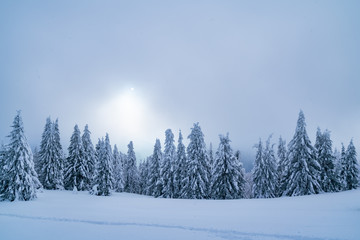 Snow-covered pine tree forest in winter; beautiful snow scenery