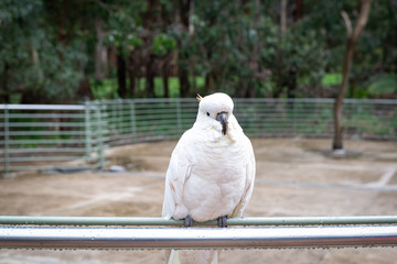 portrait of a parrot