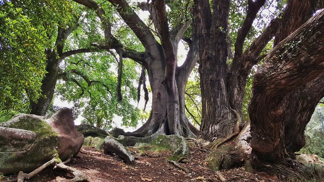 tree in forest