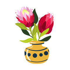 Colourful Protea in vase on the white background.