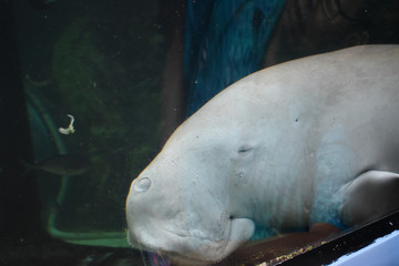Manatee