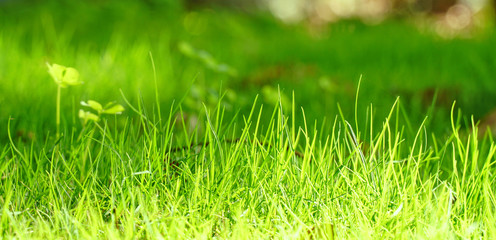 Close up of fresh and bright grass in a forest against blurred background of green plants