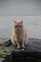 Lovely red cat sitting in a farm