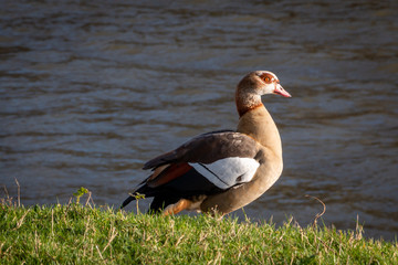 The Egyptian goose near the Maas river in Rotterdam, this duck-like bird originating from Africa is now common in the Netherlands