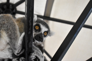 Lemur