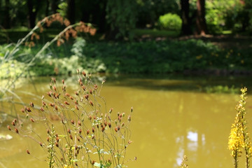 Flowers by the pon in botanical garden in Zagreb, Croatia.
