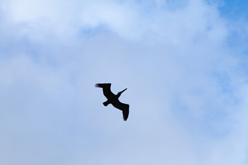 Silhouette of a pelican flying in cloudy sky