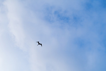Silhouette of frigate bird flying in the blue sky