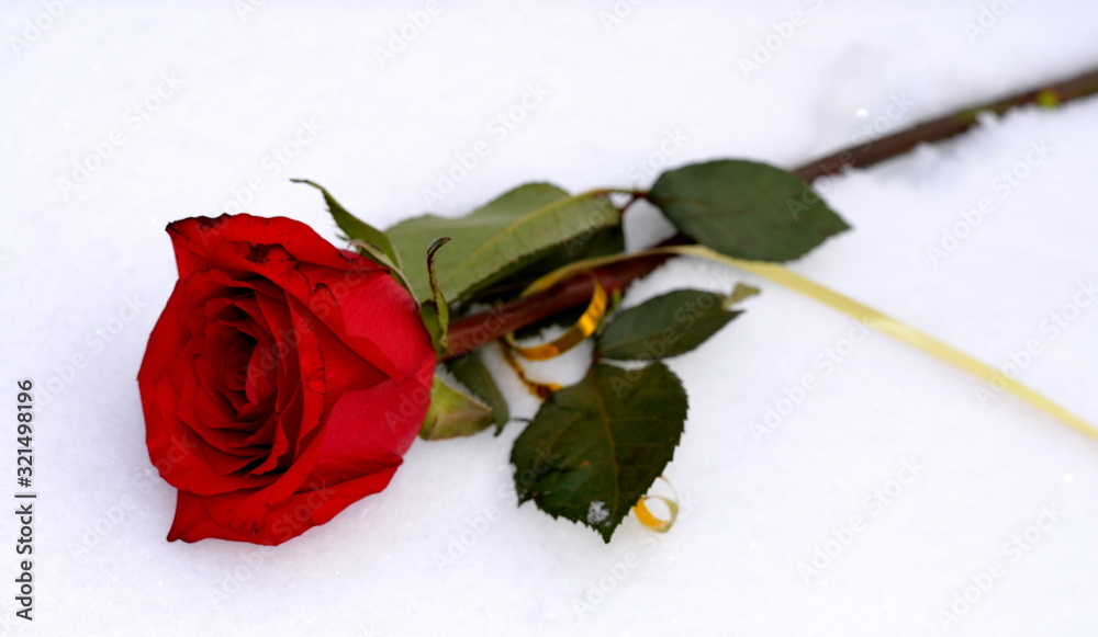 Wall mural in winter, a red bright rose with a gold ribbon lies on white snow