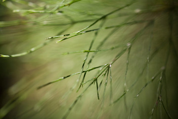 drops on grass