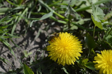 yellow flower dandelion to which bee flies among green grass in summer close up 