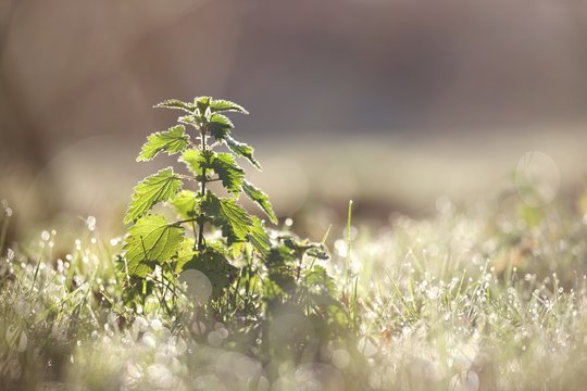 Ortie plante nature - humidit&eacute; matin ros&eacute;e