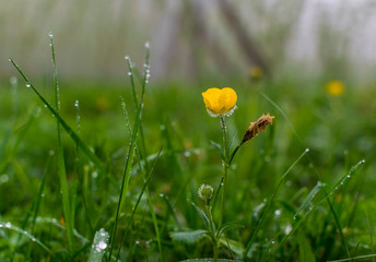 Ranunculus arvensis, corn ranunculus