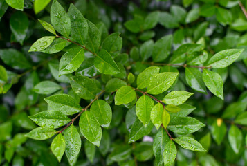 Fototapeta na wymiar Full frame photo of wet, green leaves