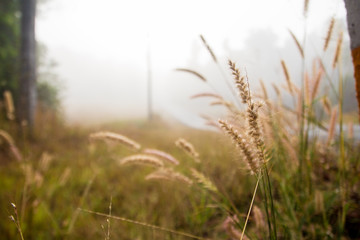 sunset over wheat field