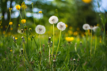 Rununculus flowers on green meadow in spring