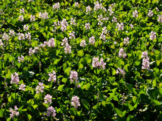 Obraz na płótnie Canvas flower of water hyacinth on water in the river
