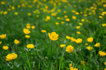 Rununculus flowers on green meadow in spring