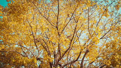 beautiful bright coloured wild flowers growing  for background and texture