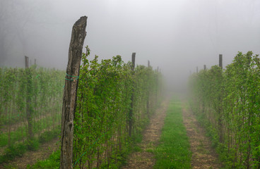 Raspberry field on farm in mountain village .