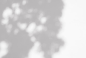 shadow of leaves on white wall