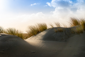 Scenery of dunes and dune grass in the Netherlands at the North Sea near Hoek van Holland