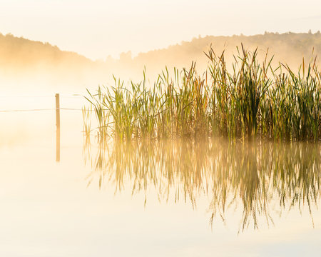 Reeds reflected in a soft pond, Sweden.