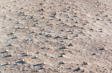 Shells on the sand