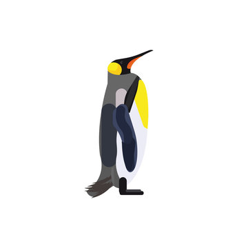 Penguin on a white background. Emperor penguin vector